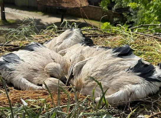 Ringen ooievaars ZOO Planckendael 2025