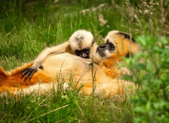 ZOO Planckendael witwanggibbon Mechelen Muizen