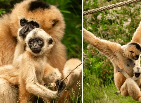 ZOO Planckendael witwanggibbon Mechelen Muizen