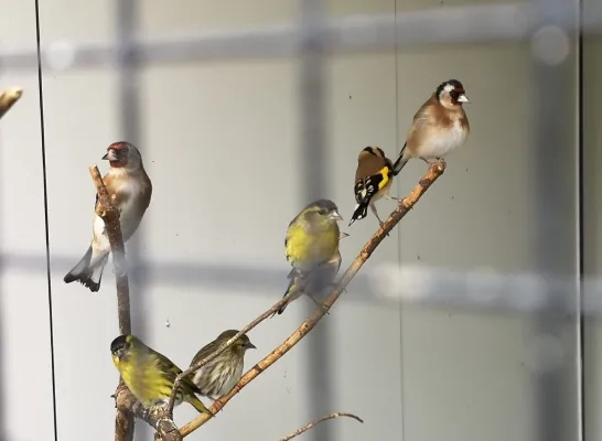 Vogels Vogels