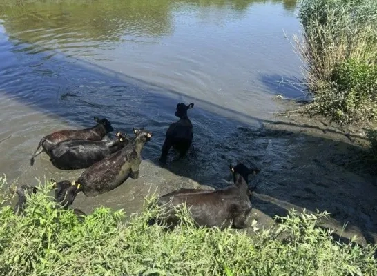 Koeien in het Zennegat Koeien in het Zennegat