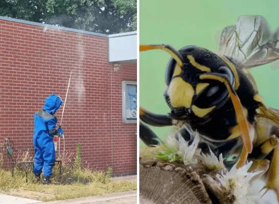verdeling wespennesten wesp hulpverleningszone Taxandria