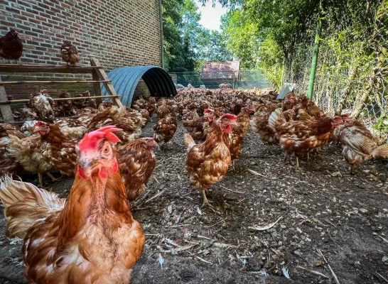 Verwaarloosde kippen uit Tielen worden verzorgd in Limburg Verwaarloosde kippen uit Tielen worden verzorgd in Limburg