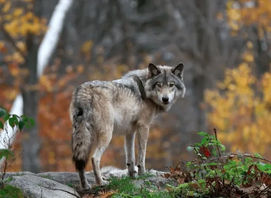 wolf Ravels