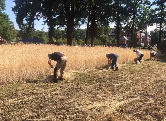 Korenpikken Merksplas