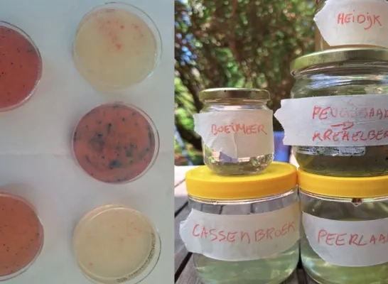 e coli bonheiden
