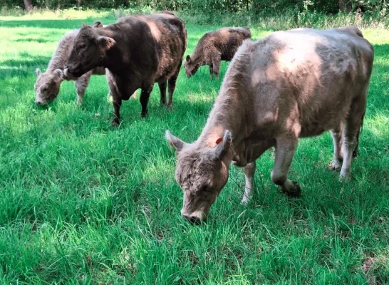 galloways natuurpunt De Putter galloways natuurpunt De Putter