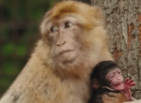 berberaapje geboren in ZOO Planckendael