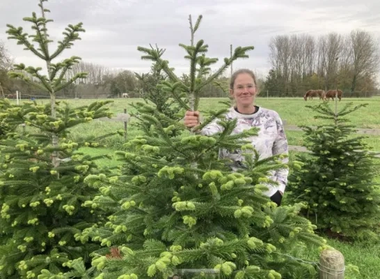 kerstbomenpension_oppuurs_foto_eigenaar.jpg