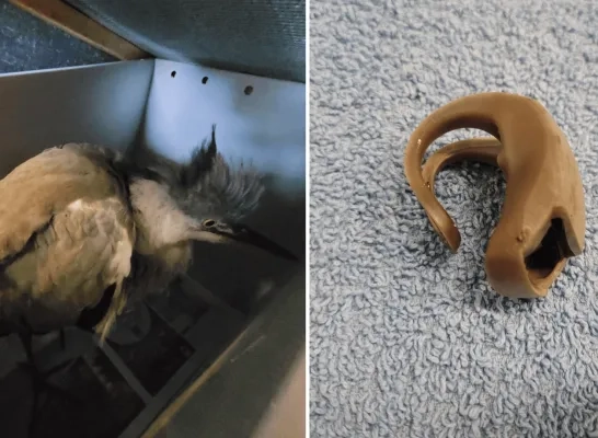 reiger VOC Neteland fietslamp rubber zwerfvuil