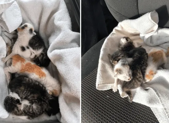 kittens afvalophaling papier karton IOK afvalbeheer Mol