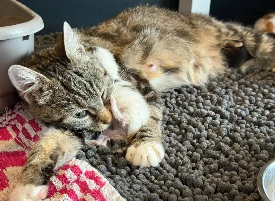 kittens afvalophaling papier karton IOK afvalbeheer Mol