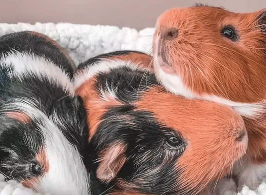 Cavy Opvang Willebroek cavia konijn