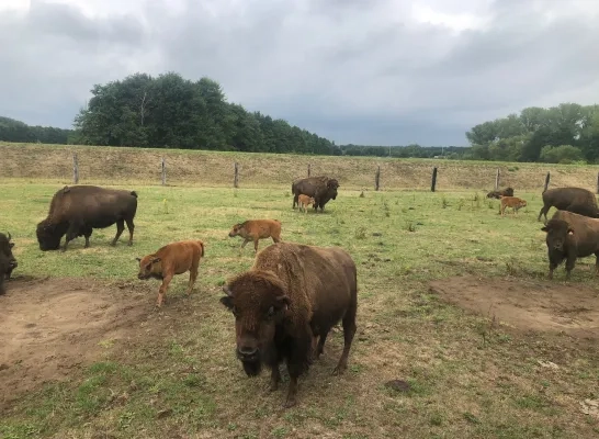 bizons De Slappen Uier Nijlen