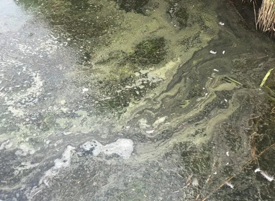 Blauwalg nu op alle Kempense kanalen Blauwalg nu op alle Kempense kanalen
