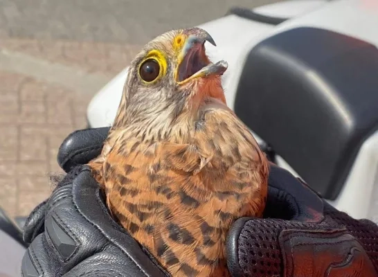 Politie redt torenvalk Politie redt torenvalk