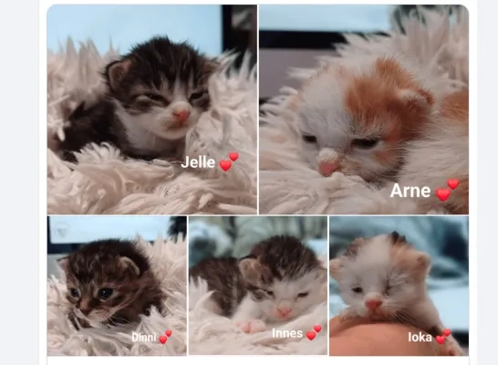 kittens iok 03.