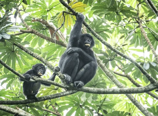 bonobo planckendael