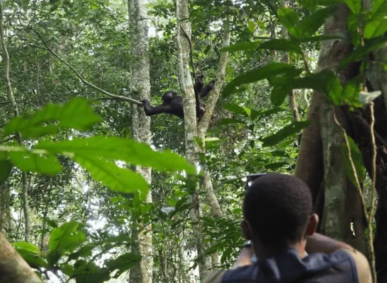 bonobo planckendael