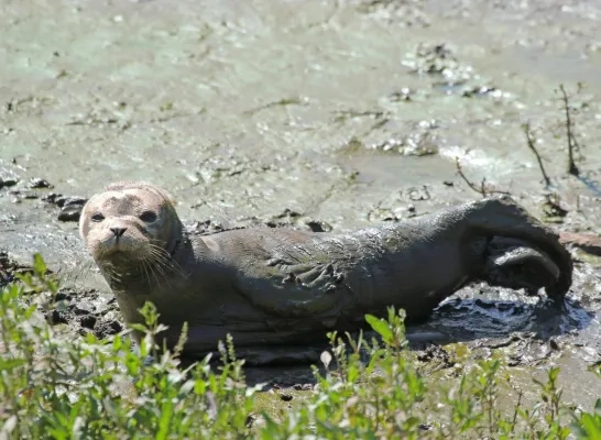 zeehondje Lier Leo Vaes Kleine Nete zeehondje Lier Leo Vaes Kleine Nete