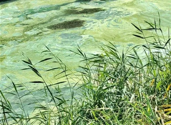 Blauwalg op Zeekanaal langs Ruisbroek, Willebroek, Tisselt en Wintam