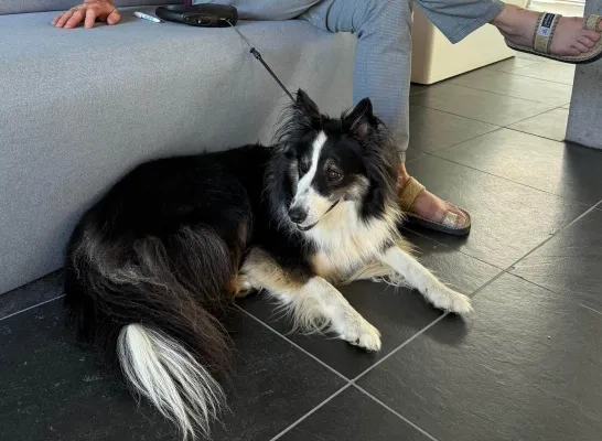 Huisdierenkaart Mechelen schepen Patrick Princen 