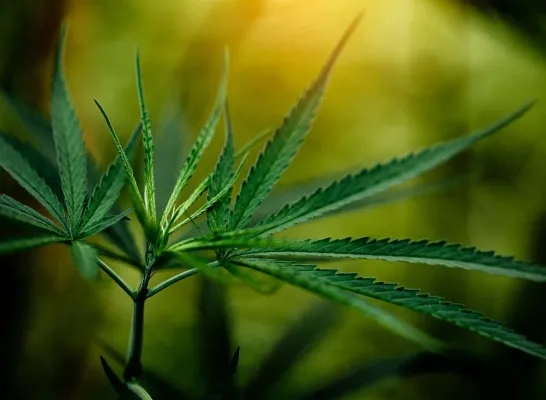 cannabis closeup cannabis closeup