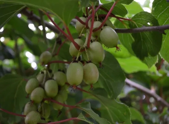 Start kiwibesseizoen bij Coöperatie Hoogstraten
