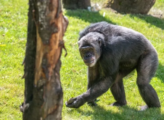 chimpansees Pakawi Park Olmen buitenverblijf eerste verkenning