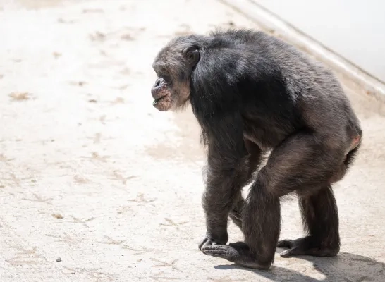 chimpansees Pakawi Park Olmen buitenverblijf eerste verkenning