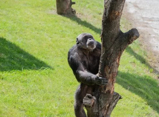 chimpansees Pakawi Park Olmen buitenverblijf eerste verkenning