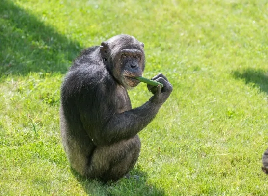chimpansees Pakawi Park Olmen buitenverblijf eerste verkenning
