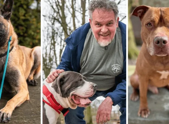 Extra adopties dankzij adopteereendier.be Extra adopties dankzij adopteereendier.be