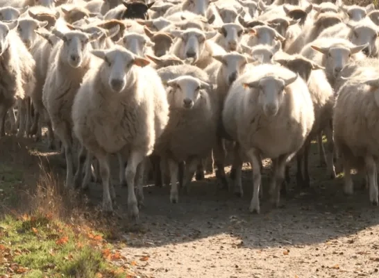 kudde schapen archief. kudde schapen archief.