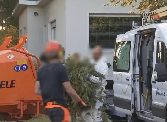 Cannabisplantage ontdekt in Grobbendonk