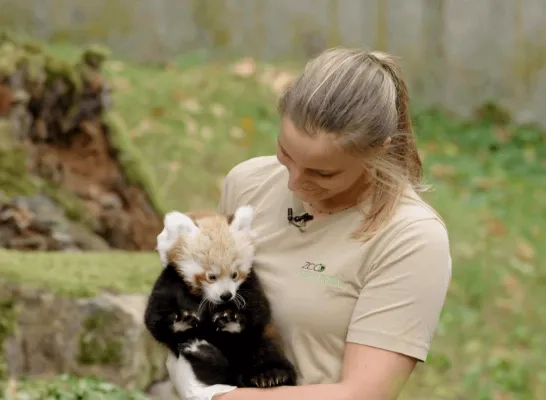 Eerste check-up voor rode pandatweeling in ZOO Planckendael