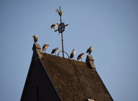 Ooievaars in Mol-Achterbos