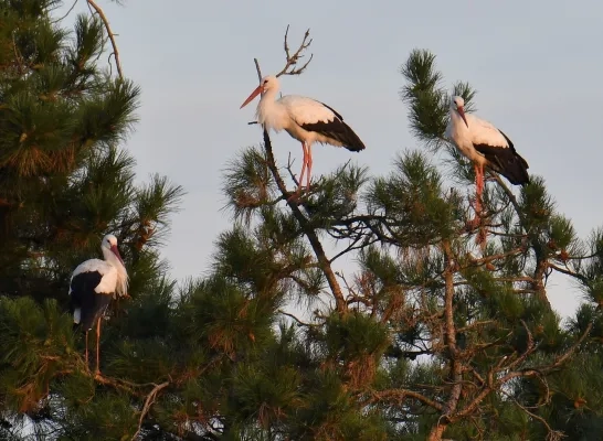 Ooeivaars in Veerle-Heide