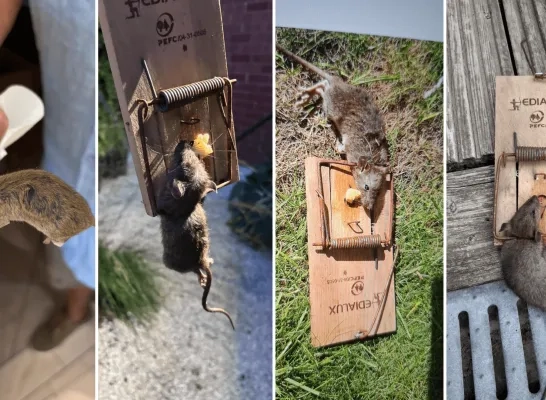 Rattenplaag in het centrum van Geel
