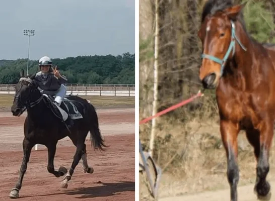 Gestolen paarden Olen Gestolen paarden Olen