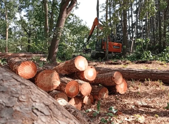 bomenkap oud-turnhout