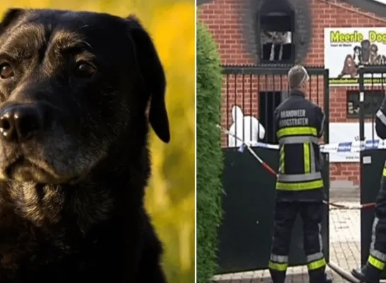 Hondenkwekerij Family Pups in Meerle moet sluiten na aanhoudende wantoestanden