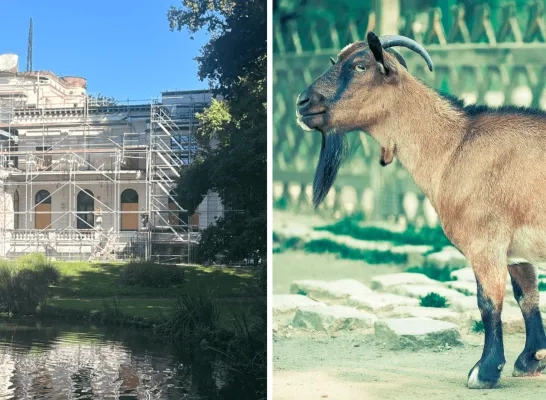 geitjes vermoord Tivoli Mechelen