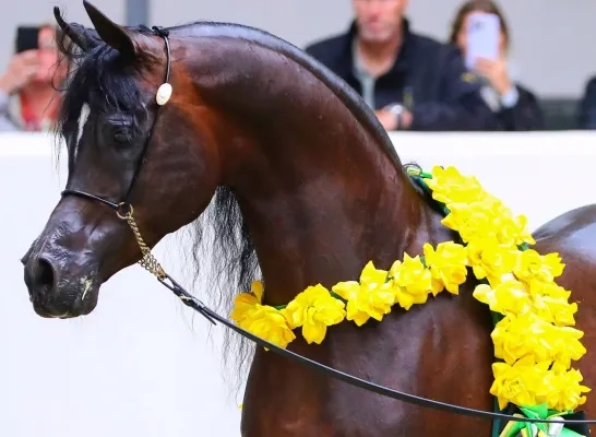 Veiling Arabische hengsten Balen