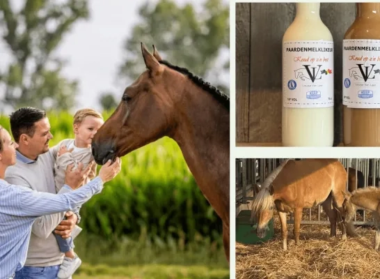 Open Bedrijvendag bij Paardenmelkerij in Lier