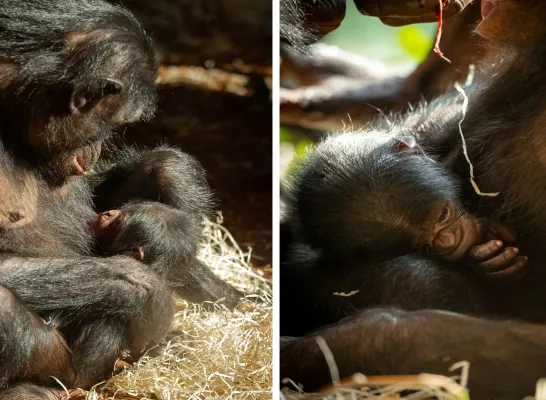 bonobo geboren Planckendael.