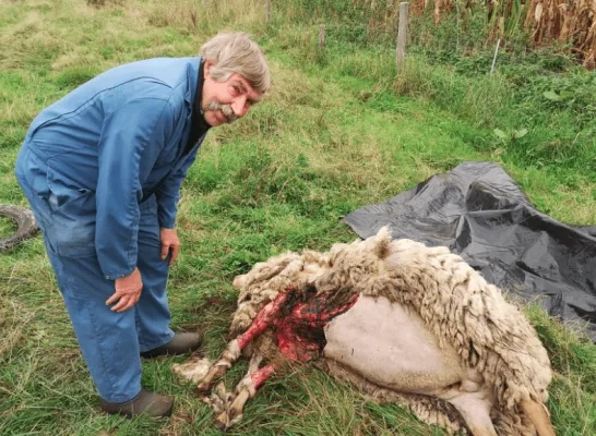 dood schaap Mol 