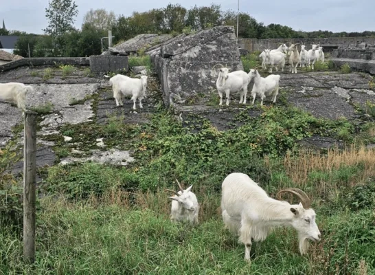 geiten Fort van Kessel 