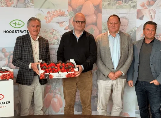 ardbeiencross hoogstraten