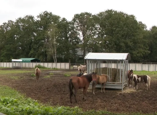 Inbeslagname paarden